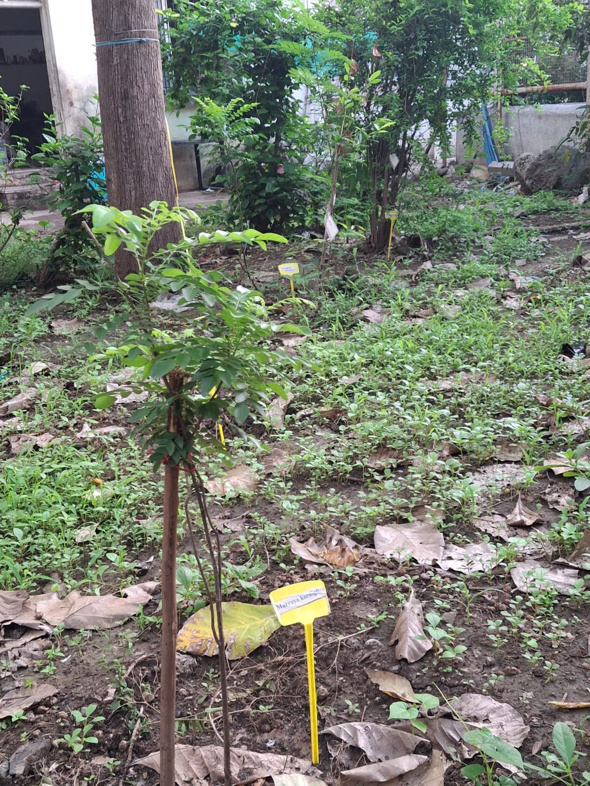 Homoeopathic Pharmacy Lab 1